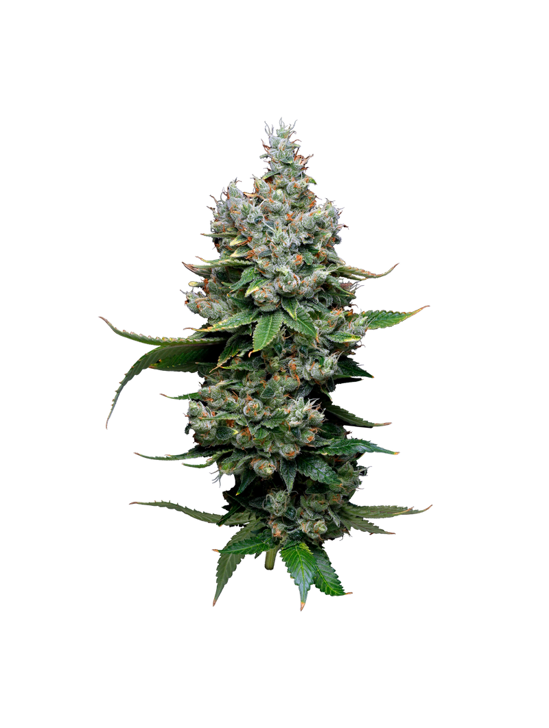 Funfetti Poundcake, Фасовка: 5